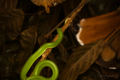 Trimeresurus macrops