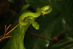 Trimeresurus macrops