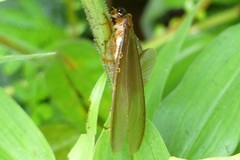 Odontotermes formosanus