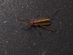 Polytoxus fuscovittatus