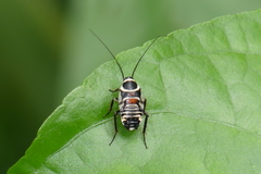 Hemithyrsocera vittata