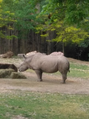 Rhinocerotidae