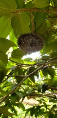 Apeiba tibourbou