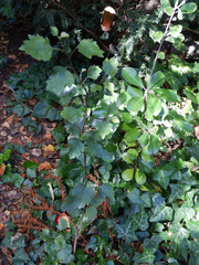 Plagianthus regius