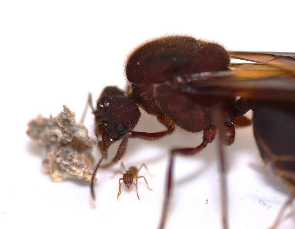 Texas leafcutting ant