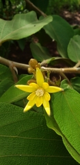 Apeiba tibourbou