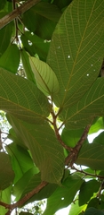 Apeiba tibourbou