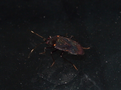 Neolethaeus assamensis