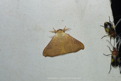 Arctornis marginata