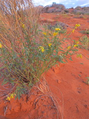 Crotalaria eremaea