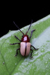 Iphimoides suturalis