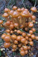 Pholiota malicola