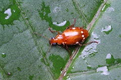 Lebidia octoguttata