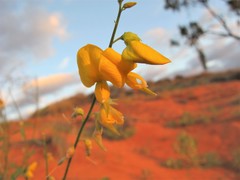 Crotalaria eremaea