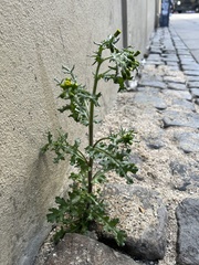 Senecio vulgaris