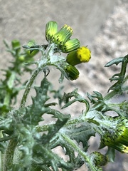 Senecio vulgaris