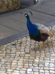 Pavo cristatus