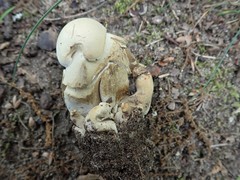 Tylopilus intermedius