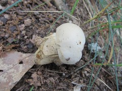 Tylopilus intermedius