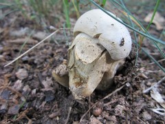 Tylopilus intermedius
