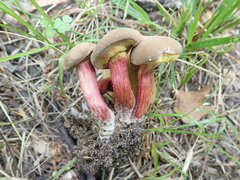 Xerocomellus intermedius