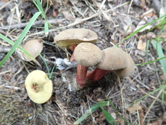 Xerocomellus intermedius