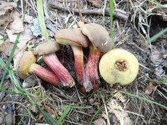 Xerocomellus intermedius