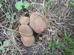 Xerocomellus intermedius