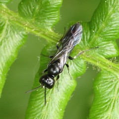 Passaloecus