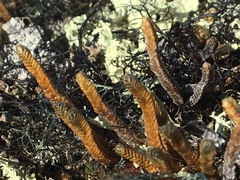 Selaginella sibirica