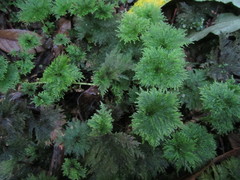 Dendrohypopterygium filiculiforme