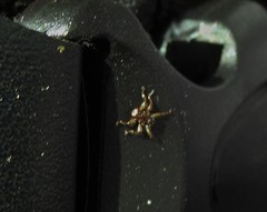 Lipoptena depressa