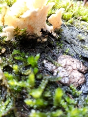 Cerrena zonata