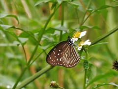 Euploea mulciber mulciber