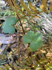 Hydrocotyle hirta