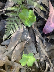 Hydrocotyle hirta
