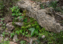 Selaginella repanda