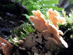 Cerrena zonata