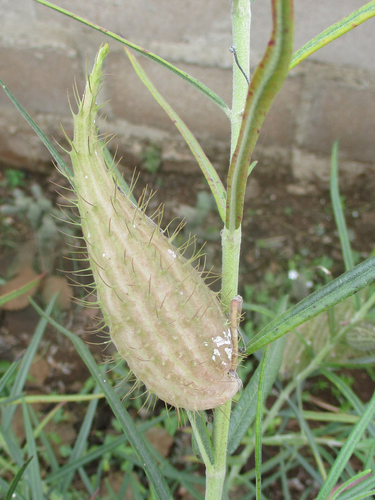 Gomphocarpus tomentosus image