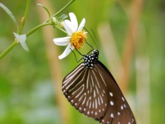 Euploea mulciber mulciber