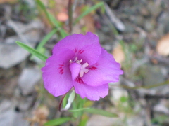 Clarkia gracilis sonomensis