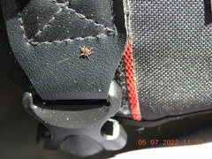 Lipoptena depressa