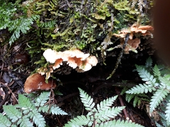 Cerrena zonata