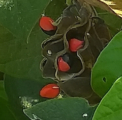 Rhynchosia precatoria