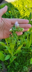 Erigeron philadelphicus