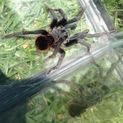 Dugesiella anitahoffmannae