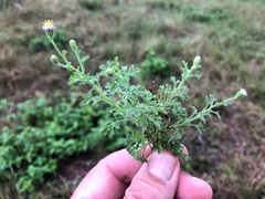 Vittadinia dissecta hirta