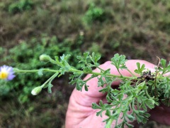 Vittadinia dissecta hirta