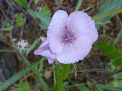 Calochortus umbellatus