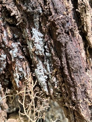 Botryobasidium conspersum